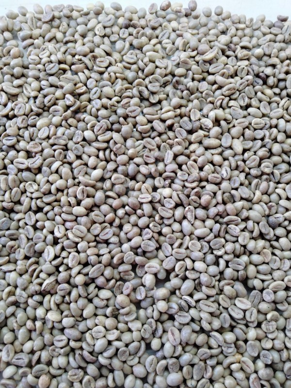 Robusta Coffee Beans from Vietnam +84989975153 from Vietnam